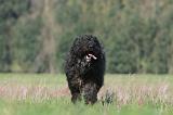 BOUVIER DES FLANDRES 089
